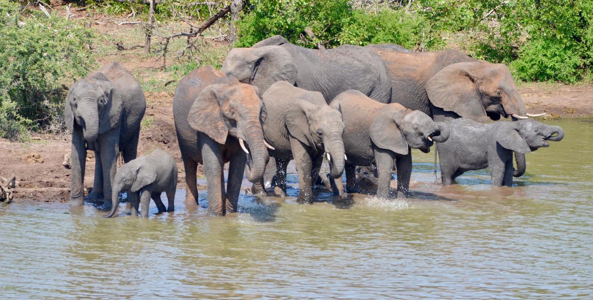 Kholiwe On Kruger Lodge & Safaris Марлот-Парк Экстерьер фото