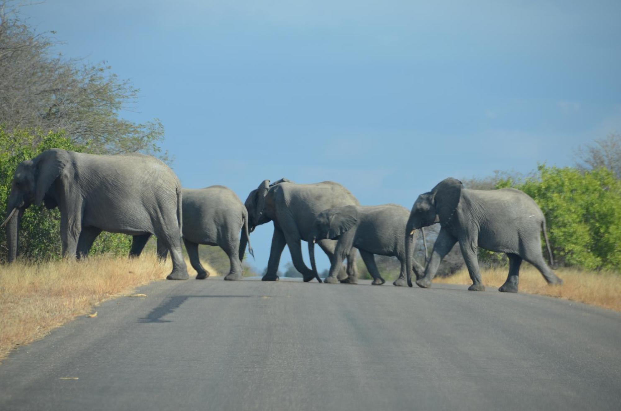 Kholiwe On Kruger Lodge & Safaris Марлот-Парк Экстерьер фото