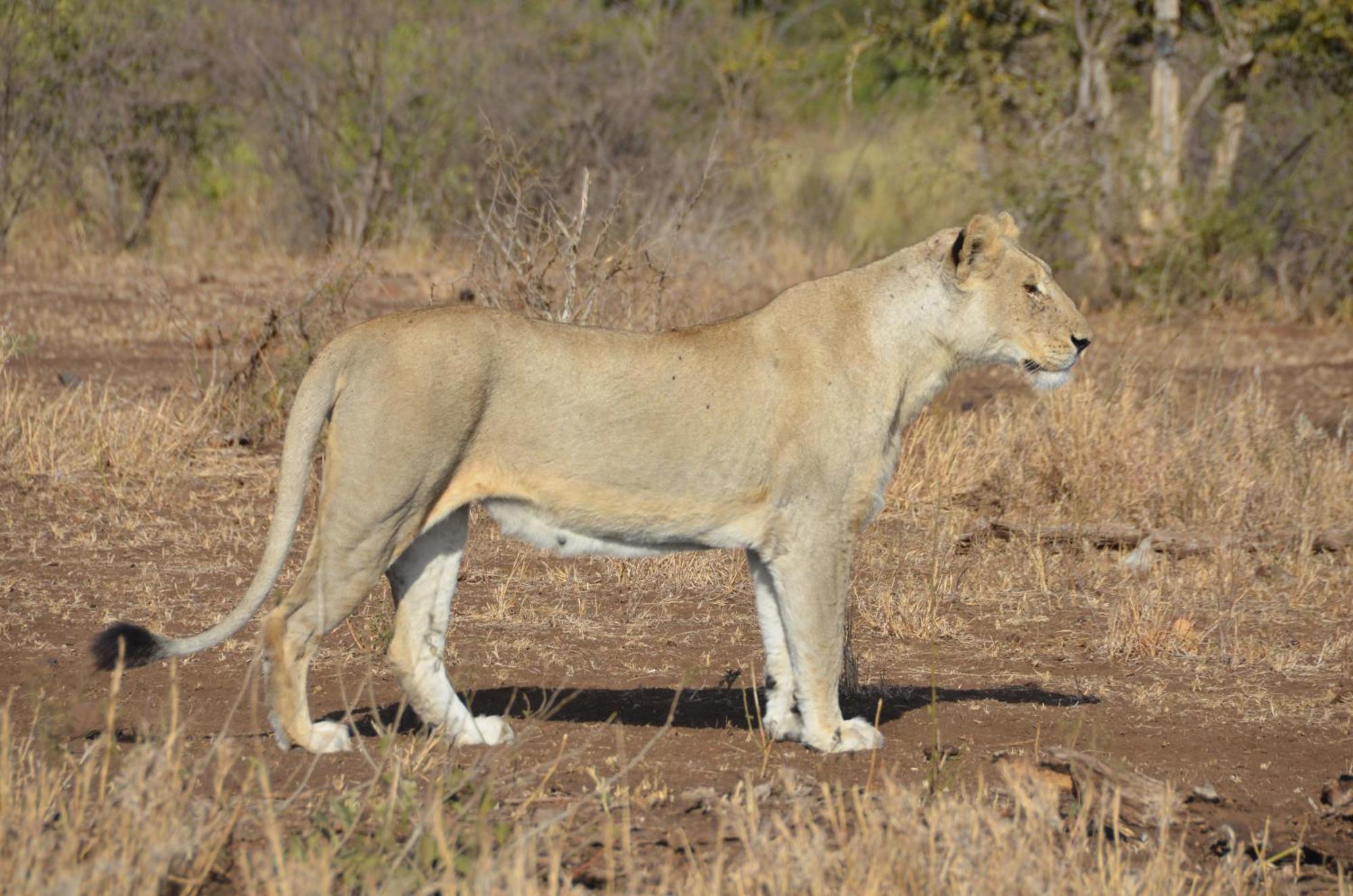 Kholiwe On Kruger Lodge & Safaris Марлот-Парк Экстерьер фото